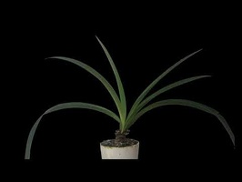 Hippeastrum 'Red Lion'  growth time-lapse photography 2.0 4K